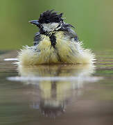 Great Tit