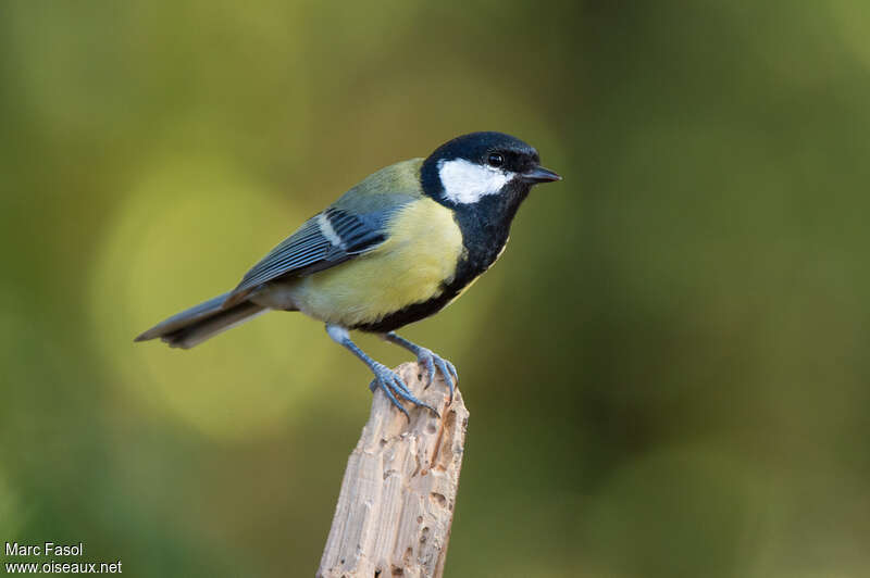 Great Tit male adult breeding, identification