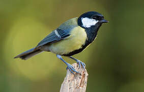 Great Tit