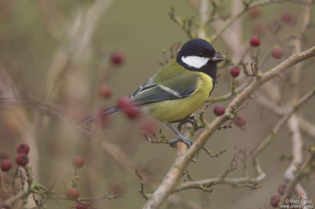 Great Tit male adult post breeding, identification