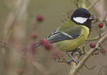 Mésange charbonnière