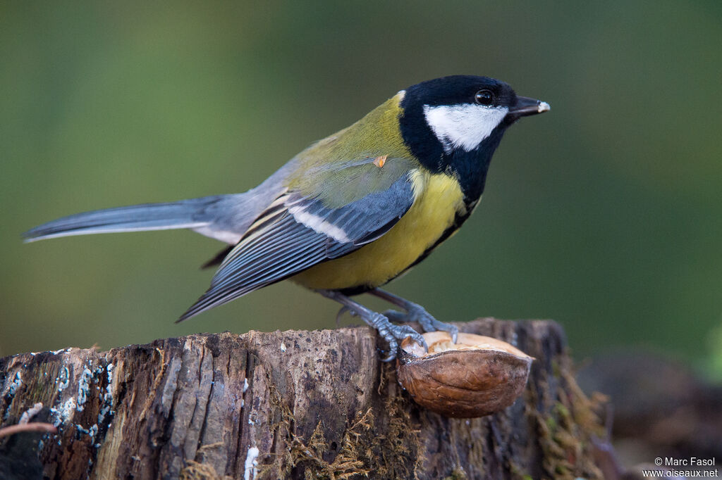 Mésange charbonnièreadulte, identification, mange