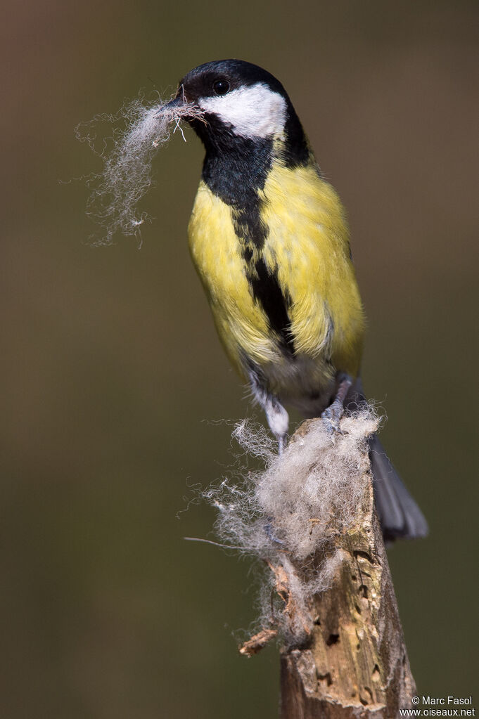 Great Titadult breeding, identification, Reproduction-nesting