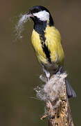 Great Tit