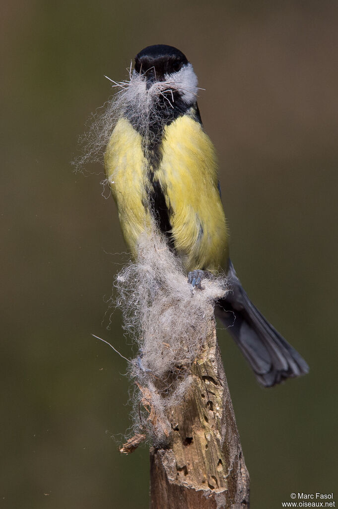 Mésange charbonnièreadulte, identification, Nidification