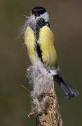 Mésange charbonnière