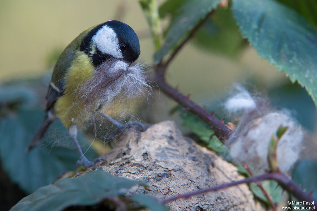 Mésange charbonnièreadulte nuptial, identification, Nidification