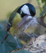 Great Tit