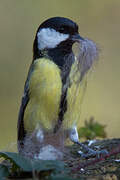 Great Tit