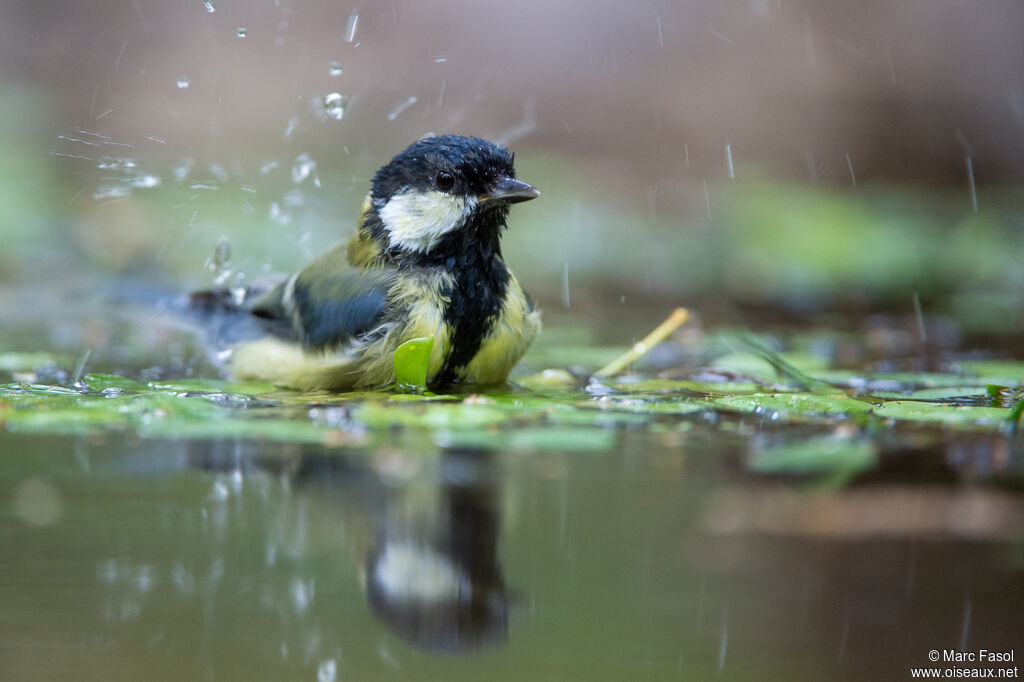 Mésange charbonnièreadulte, soins