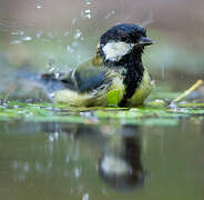 Great Tit