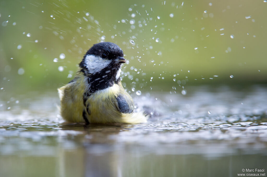 Mésange charbonnièreadulte, soins