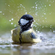 Mésange charbonnière