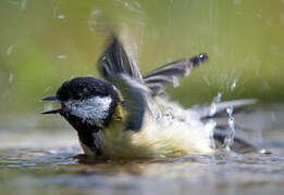 Mésange charbonnière