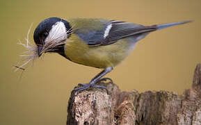 Great Tit