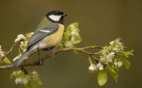 Great Tit