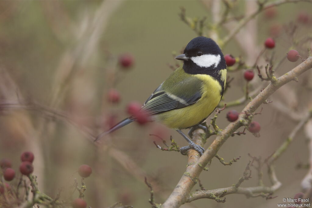 Great Tit male adult post breeding, identification