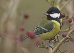 Great Tit