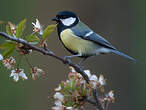 Mésange charbonnière