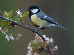 Great Tit