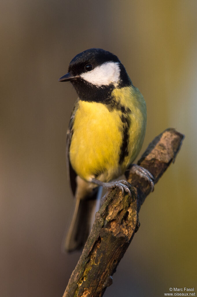 Mésange charbonnièreadulte, identification