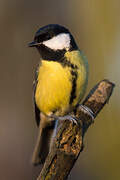 Great Tit