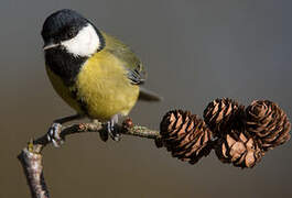 Great Tit