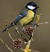 Great Tit