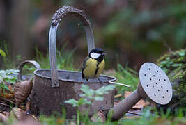 Great Tit