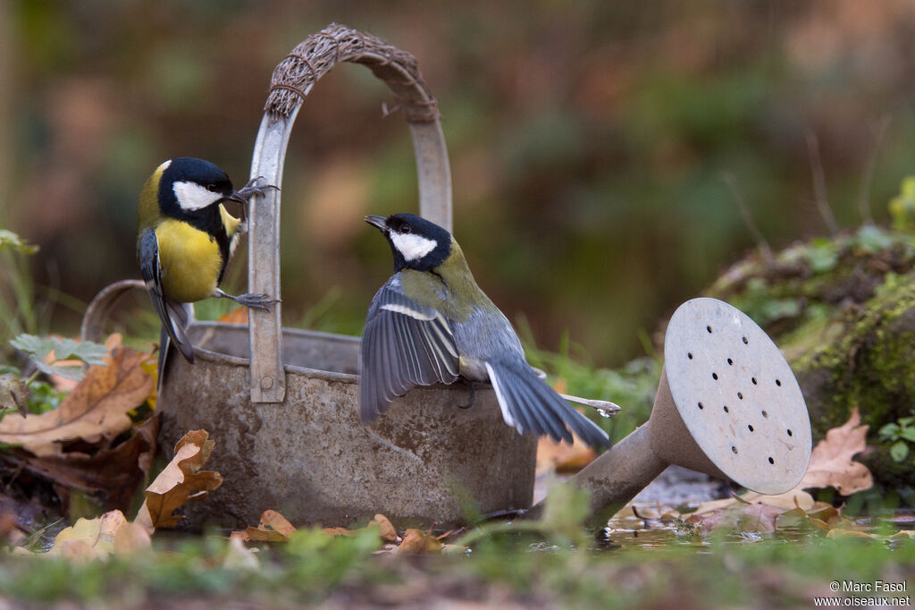 Great Tit male adult post breeding