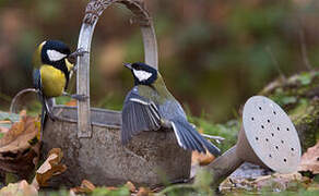 Great Tit