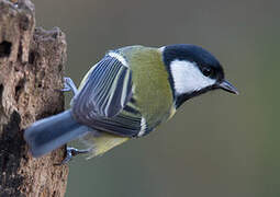 Mésange charbonnière