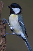 Great Tit