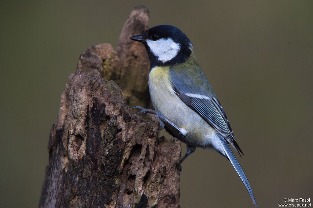 Mésange charbonnièreadulte nuptial, identification, pigmentation