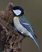 Great Tit