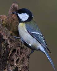 Mésange charbonnière