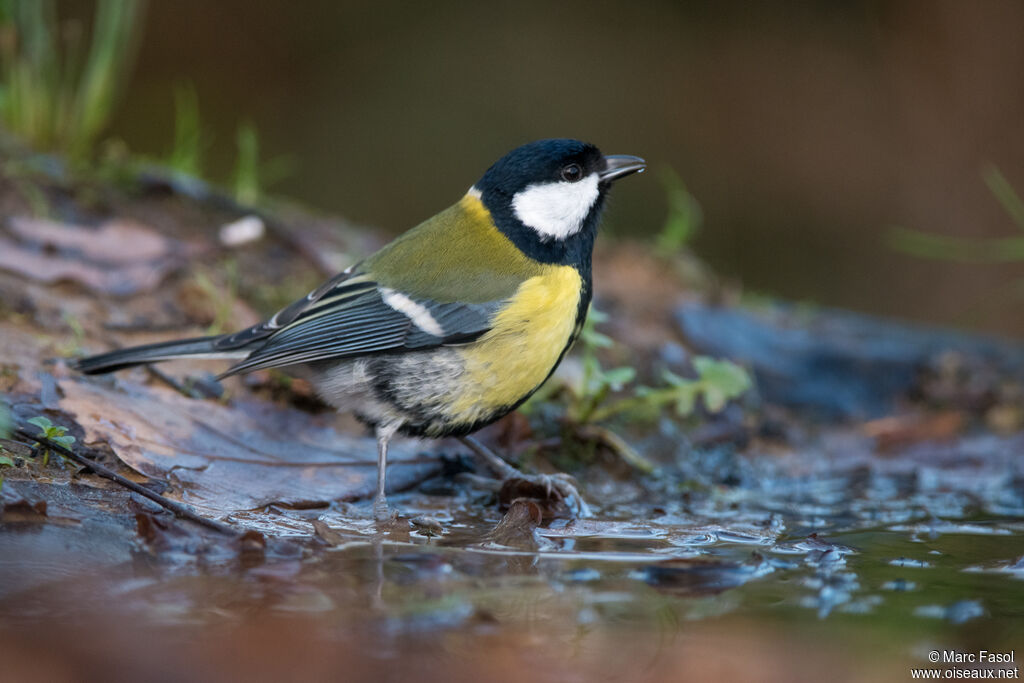 Mésange charbonnière mâle adulte, boit