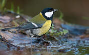 Mésange charbonnière