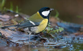 Great Tit