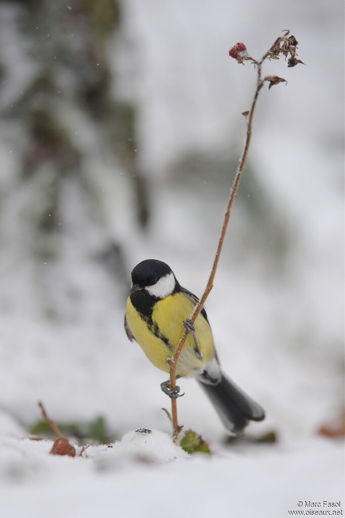 Great Tit female immature, identification