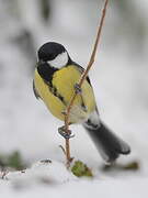 Great Tit