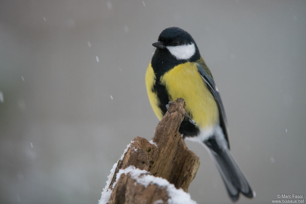 Great Tit male adult, identification