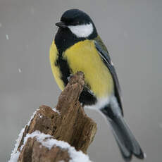 Mésange charbonnière