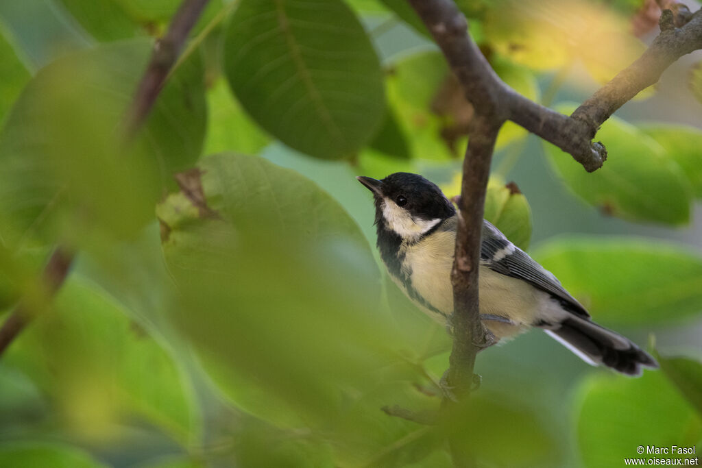 Mésange charbonnière