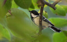 Mésange charbonnière