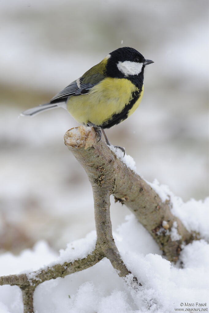 Great Tit male adult post breeding, identification