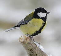 Great Tit