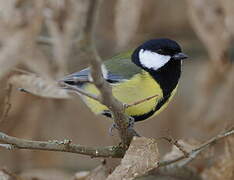 Great Tit