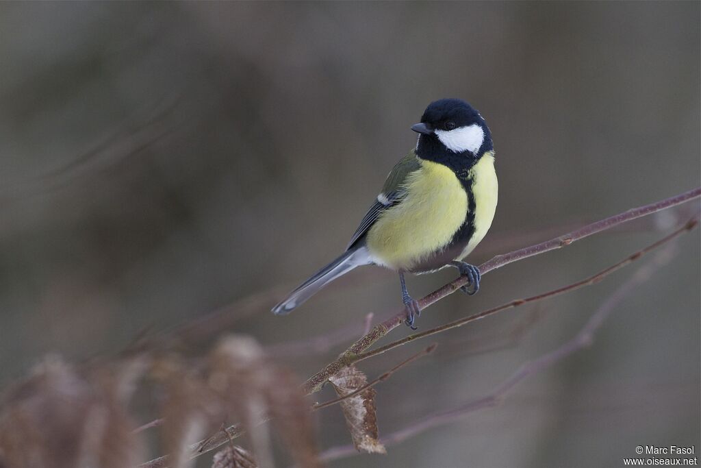 Great Titadult post breeding, identification