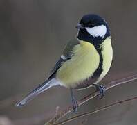 Great Tit